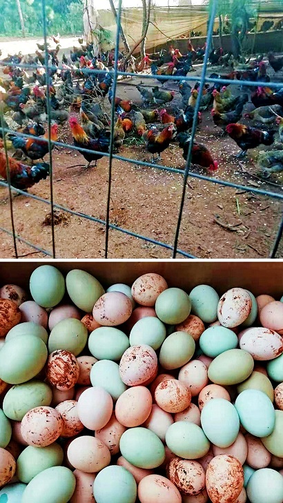 林下养殖的纯土鸡，鸡蛋